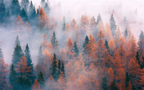 Forest Trees Fog Autumn Wallpaper Nature And