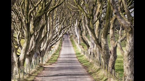Walk The Kings Road At The Dark Hedges — Fullerton Arms Ballintoy