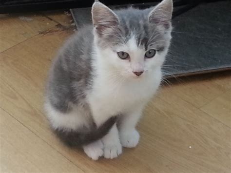 Very Cute Fluffy Kittens For Sale Chelmsford Essex