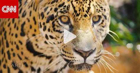 شاهد كيف يحاول نشطاء حماية أكبر القطط البرية في أمريكا الجنوبية