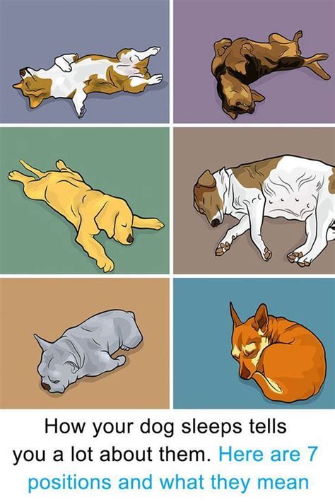 How Your Dog Sleeps Tells You A Lot About Them Here Are 7 Positions