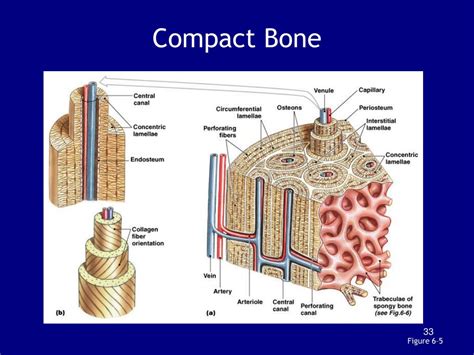 Compact Bone Anatomy And Physiology