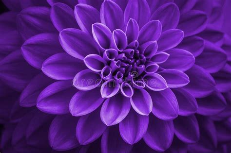 Purple Dahlia Petals Macro Floral Abstract Background Close Up Of