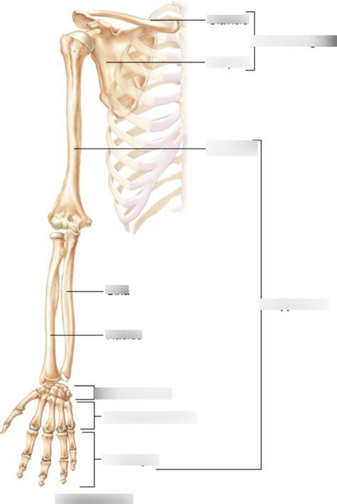 Pectoral Girdle Upper Limb Diagram Quizlet