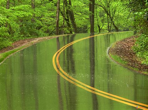Roads Wet Rain Trees Forest Wallpapers Hd Desktop And Mobile