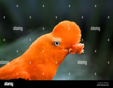 Exotic Colorful Tropical Bird In The Public Zoo Stock Photo Alamy