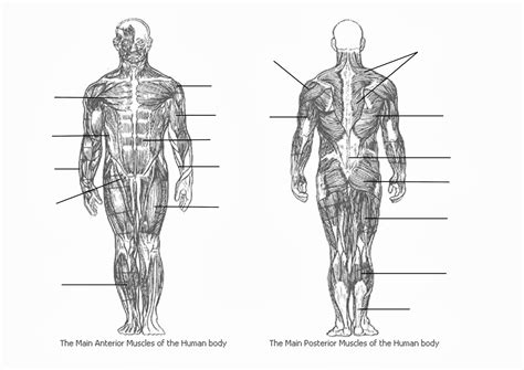 Each of these muscles is a discrete organ constructed of skeletal muscle tissue blood vessels tendons and nerves. Muscle Diagram Blank - koibana.info | Muscle diagram ...