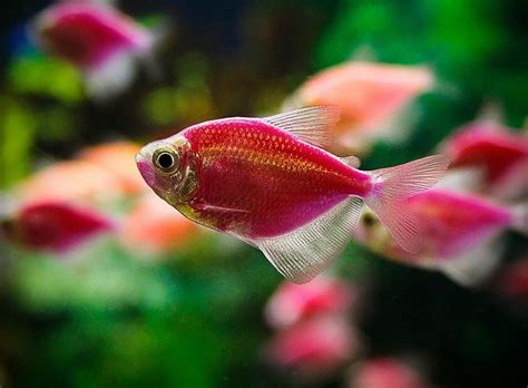 Discover The Colorful World Of Glofish A Complete Care Guide