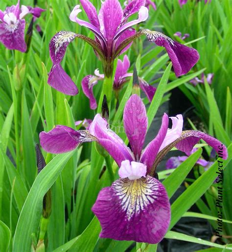 Iris Versicolor Iris Versicolore Blue Flag Iris Nos Végétaux