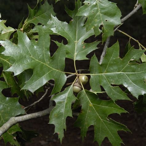 Northern Red Oak Trees Fast Growing And Considered A National