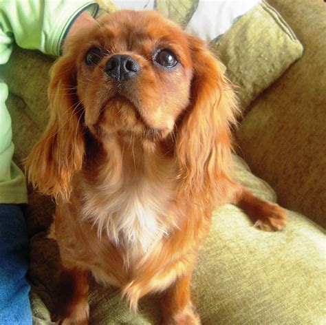 Lovely Solid Ruby Kc Cavalier King Charles Spaniel Bungay Suffolk