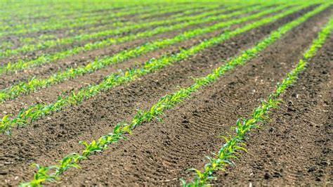 Rows Of Young Green Corn Plants Corn Seedling On The Field Stock Photo