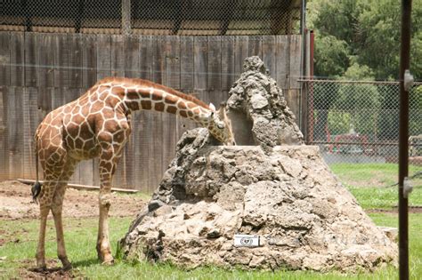 Regresan Interacciones Con Animales Y Curso De Verano En Zoo De Morelia