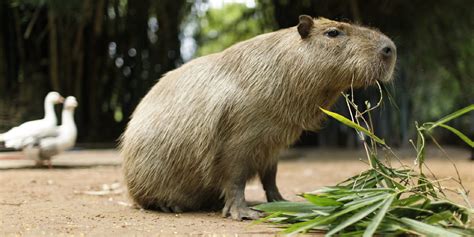 Capybara Wallpapers - Wallpaper Cave