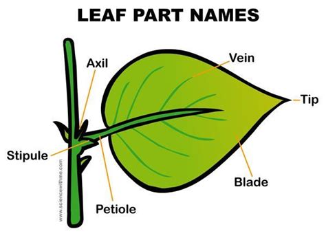 Learn About Leaves Science For Kids Science For Kids Science