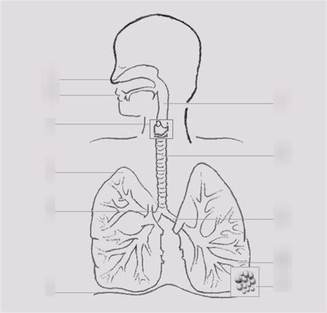 Science Respiratory System Quiz 10 Diagram Quizlet