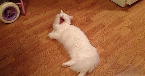 Caught The Cat In Mid Sneeze Imgur