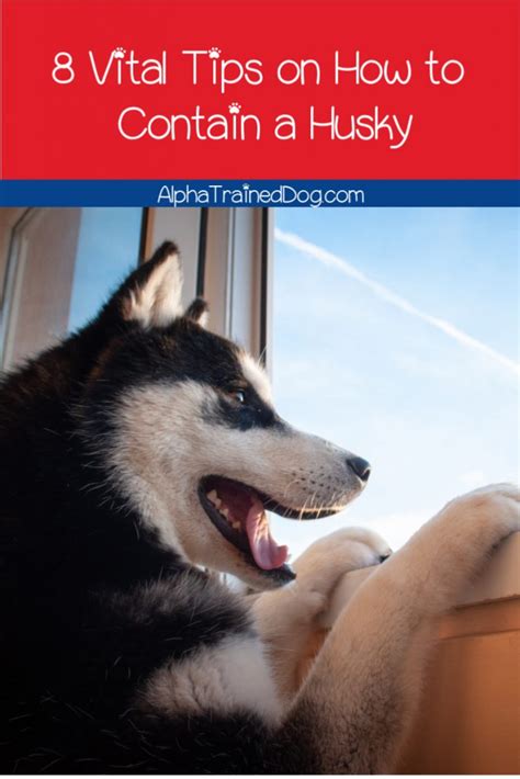 8 Vital Tips On How To Contain A Husky Alpha Trained Dog