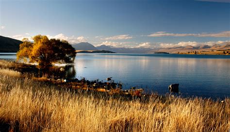 Evening Landscape Around Lake Tekapo In New Zealand Image