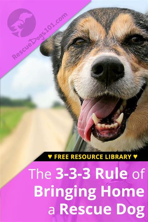 We did not find results for: Bringing Your New Dog or Puppy Home and the 3-3-3 Rule | Rescue dogs, Foster dog mom, Dog advice