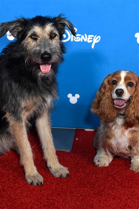 Acht Auswandern Exklusiv Disney Hund Arbeiten Globus Peitsche