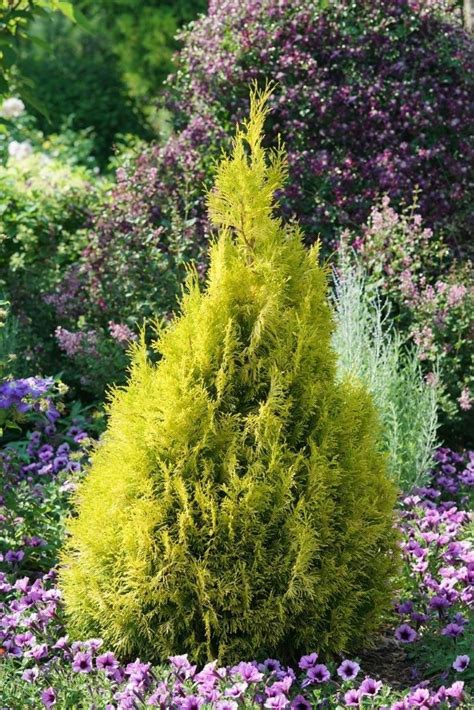 Fluffy® Western Arborvitae Thuja Plicata Arborvitae Backyard