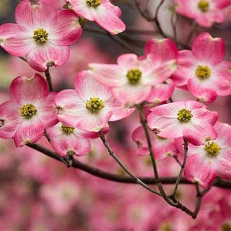 Pink Dogwood Pink Dogwood Tree For Sale — Plantingtree