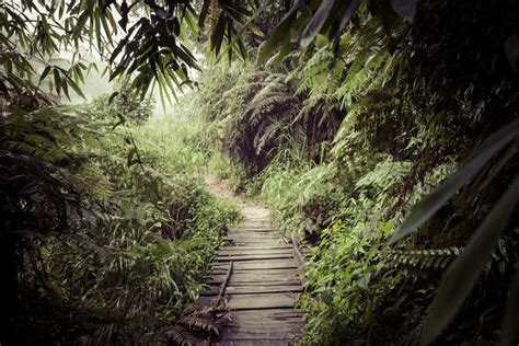 The Most Beautiful Jungle Landscapes In The World Easyvoyage