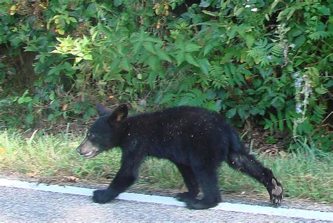 Baby Bear Seen Walking Along Skyline Drive Shenandoah Nat Flickr