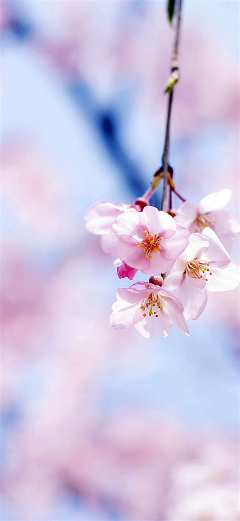 Cherry Flower Wallpapers Top Free Cherry Flower Backgrounds