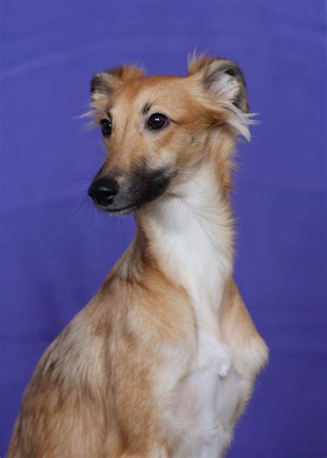 Promoting excellence in the greyhound industry. Longhaired Whippet. | Unusual dog breeds, Whippet, Long ...