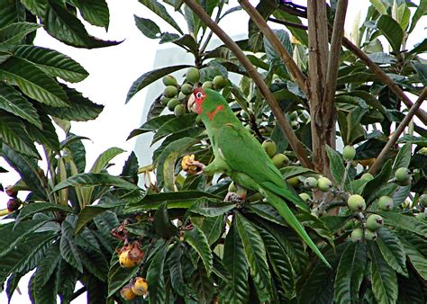 Parrot In Loquat Tree One Of The Same Wild Parrots