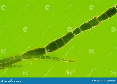 Microscopic View Of Green Algae Cladophora Filaments Stock Image
