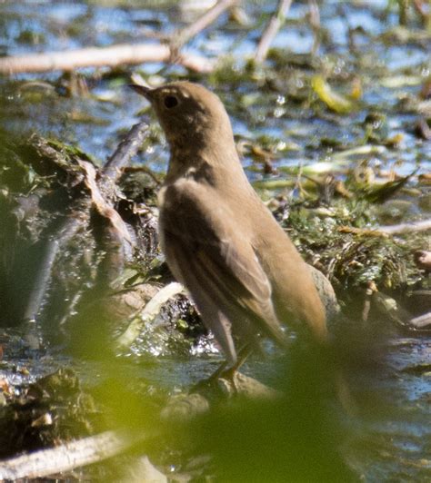 Swainsons Or Hermit Thrush Help Me Identify A North American Bird