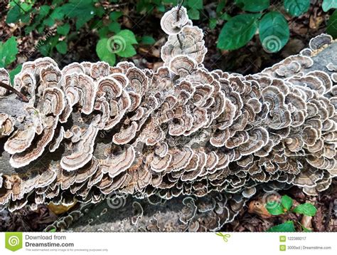 Wild Mushrooms Growing On A Fallen Tree Stock Image