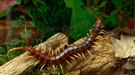 Why You Should Avoid The Amazonian Giant Centipede