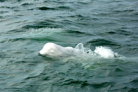 4 Ways To Go Beluga Whale Watching In Churchill Manitoba Skyscanner