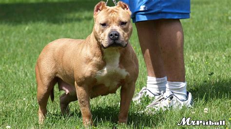 Brown Pitbulls Tan Pitbull Fawn Pit Bulls Hd Pictures