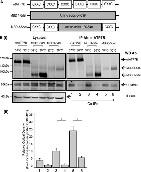 Increased Binding Of Commd1 To Unstable Atp7b Mutants Mbd1 6del And