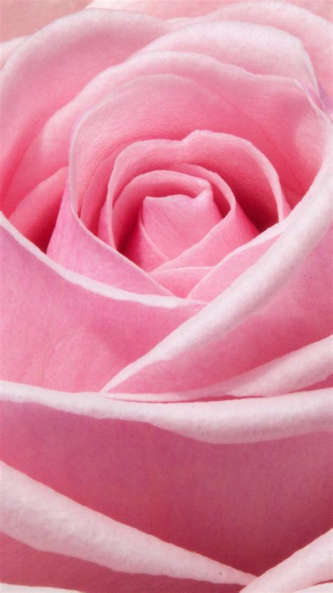20 Choices Pink Aesthetic Wallpaper Rose You Can Save It At No Cost