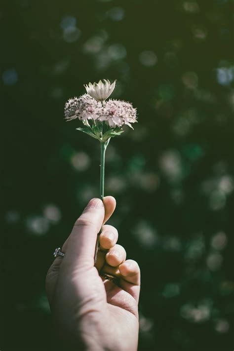 Photo Of Hand Holding A Flower · Free Stock Photo