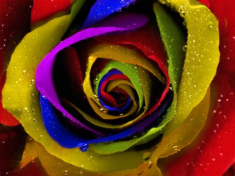 Rose Colorful Flowers Wallpaper Wallpapers Rose Flower Wallpaper Cave Download High
