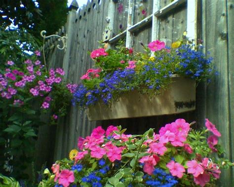 Dr Dans Garden Tips A Bountiful Box Of Beauty