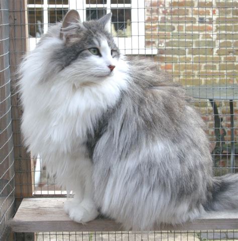 10 Furry Facts About The Norwegian Forest Cat Cats 101