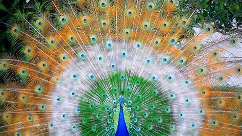 Free Photo Beautiful Peacock Animal Bird Color Free Download