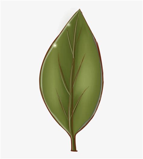 Leaf Texture Png