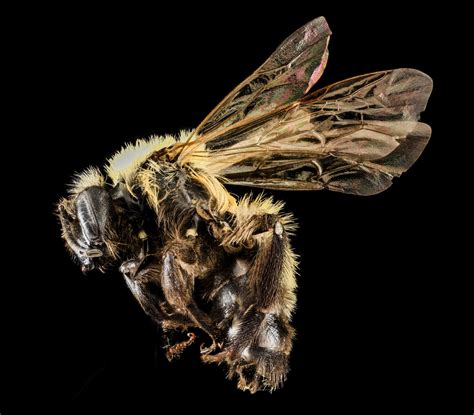 Macro Bee Profile Free Stock Photo Public Domain Pictures