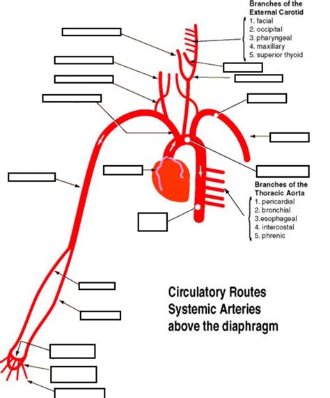 Upper Body Arteries Diagram Quizlet