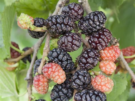 Black Mulberry - Morus nigra - The English Garden