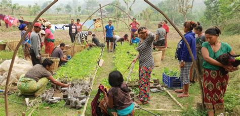 Agroforestry For Livelihood Improvement In Nepal Globalgiving